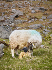Fototapeta premium vertical photo of a horny sheep licking her breeding, newly born