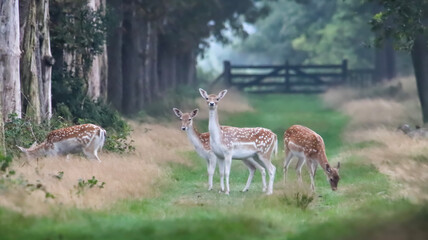 white deer