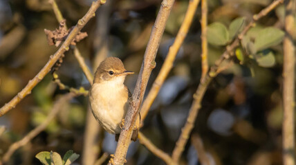 red backed shrike