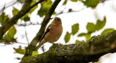 robin on a branch