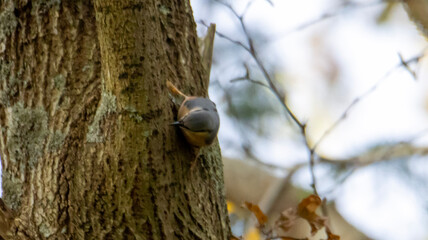 woodpecker on a tree