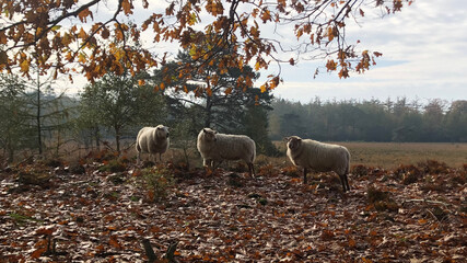 sheep grazing in a field