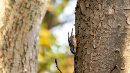 woodpecker on tree
