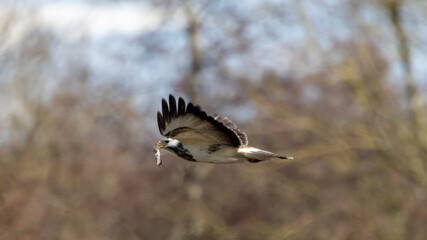red tailed hawk