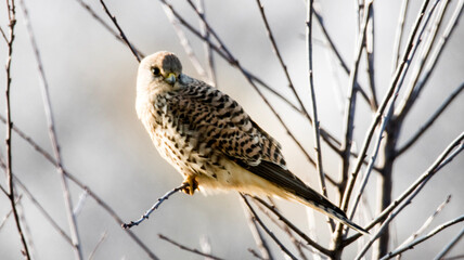 bird of prey