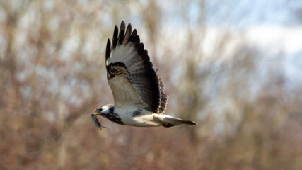 red tailed hawk