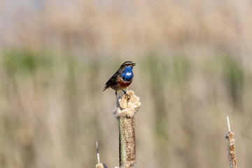 bluethroat on a branch