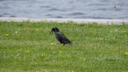 blackbird on the grass
