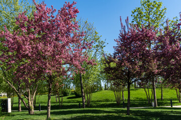 Naklejka premium Blooming apple tree Malus pumila 'Niedzwetzkyana' in landscape park of Krasnodar. Apple trees close up. Dark pink inflorescences of apple tree against blue sky. Blurred background. Selective focus.