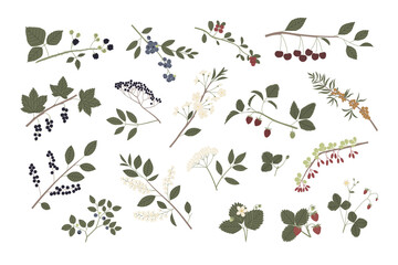 Fototapeta na wymiar Vector color hand drawn flat illustration big set of forest and garden berry with branches, leaves, flowers and berries.