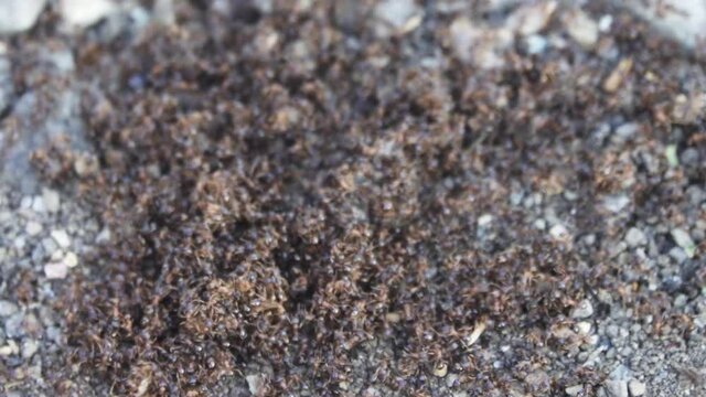 Swarming. Babel. Settlement of the anthill. The ground ants have gathered in clumps and are scurrying around.