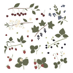 Vector color hand drawn flat illustration set of garden berry with branches, leaves, flowers and berries. Isolated on white background. Cherry, blueberry, blackcurrant, dewberry, strawberry, raspberry