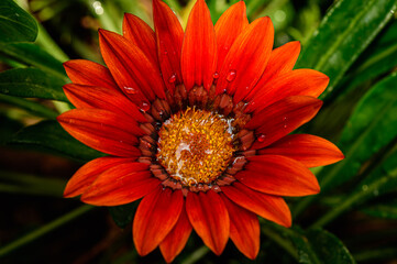 orange flower with dew drops