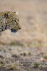 portrait of a leopard