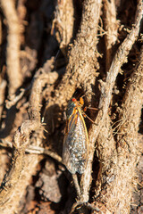Brood-X Cicada 17 year periodic climbing vines on a tree in morning sunlight. Macro Close-up. No People
