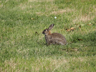 Little hare in a park. 