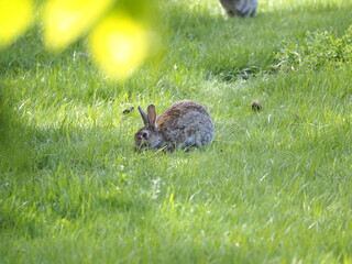 Little hare in a park. 