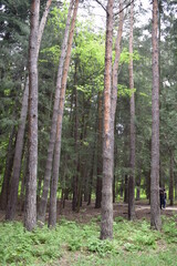 Fototapeta premium trees in the forest