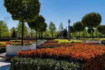 Fototapeta premium Maple alley in French garden. Maples grow in round white containers. There is hedge of Photinia bushes around maples. Vertical lanterns for night illumination. Public city landscape park 
