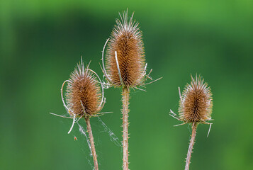 Obraz premium Schilfplanzen am See