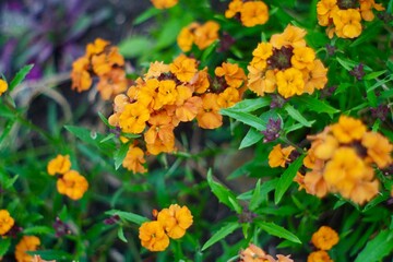 orange flowers in the garden