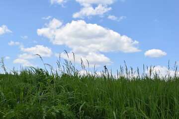 Obraz premium grass and sky