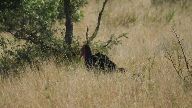 Southern Ground Hornbill in its Natural Environment