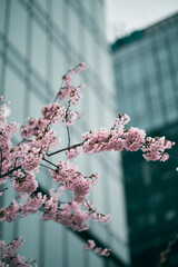 Close up of sakura blossoms in the springtime. Downtown of the city and nature beauty concept.