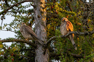 Turmfalken Paar in einem Baum
