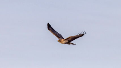 Fototapeta premium osprey in flight