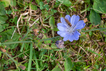 Bright blue flower of chicory vulgaris, cichorium intybus