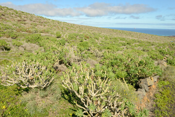 Landscape on canary island of Lanzarote, Spain