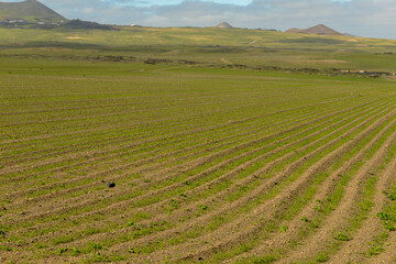 Landscape on canary island of Lanzarote, Spain