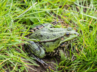 Marsh frog