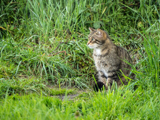 Naklejka na ściany i meble Female Scottish Wildcat