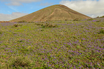 Fototapeta premium Landscape on canary island of Lanzarote, Spain