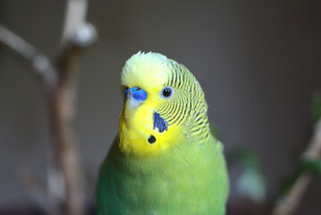 A yellow-green cute budgie is looking at you. Portrait at home. Closeup