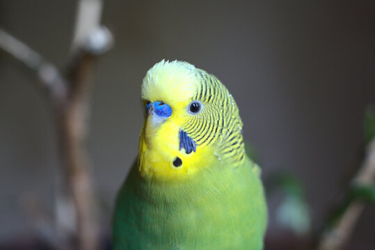 A yellow-green cute budgie is looking at you. Portrait at home. Closeup