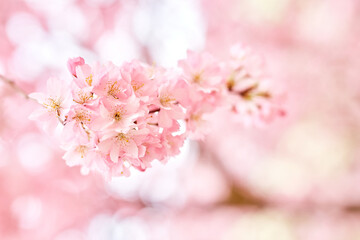 Nature scene of beautiful pink cherry blossom flower sakura on a sunny day in spring, easter time, soft-selective focus on abstract blurred background art.