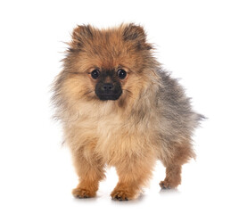 puppy pomeranian in studio