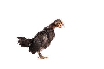 Black bantam chicks stand on a white background.