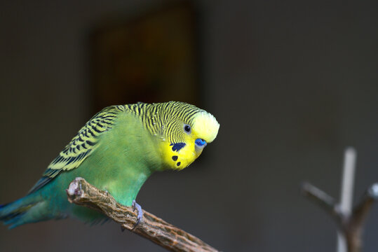 Yellow-green cute budgie full-length. Sitting on a branch of a home flower. Close