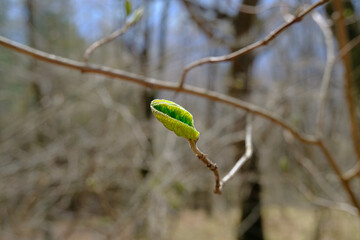 First fresh bud, leaf on the tree across branches, and trees in soft sunlight. Springtime natural background.