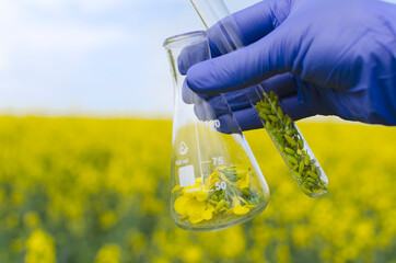 Closeup of laboratory glassware and an expert wearing blue gloves against canola field.Concept of...