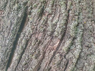 tree texture