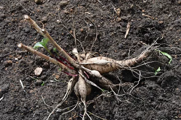 Deurstickers Tubers with young green dahlia shoots lie on the ground before planting. © Olga