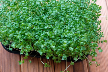 Microgreens, top view. Young sprouts of cabbage