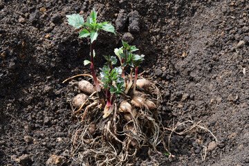 Tubers with young green dahlia shoots lie on the ground before planting.