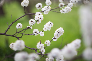 blooming apricot blooms and pleases everyone around
