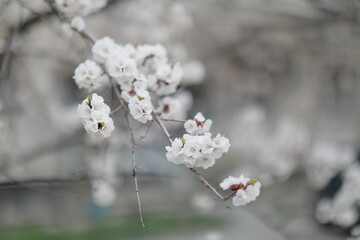 blooming apricot blooms and pleases everyone around